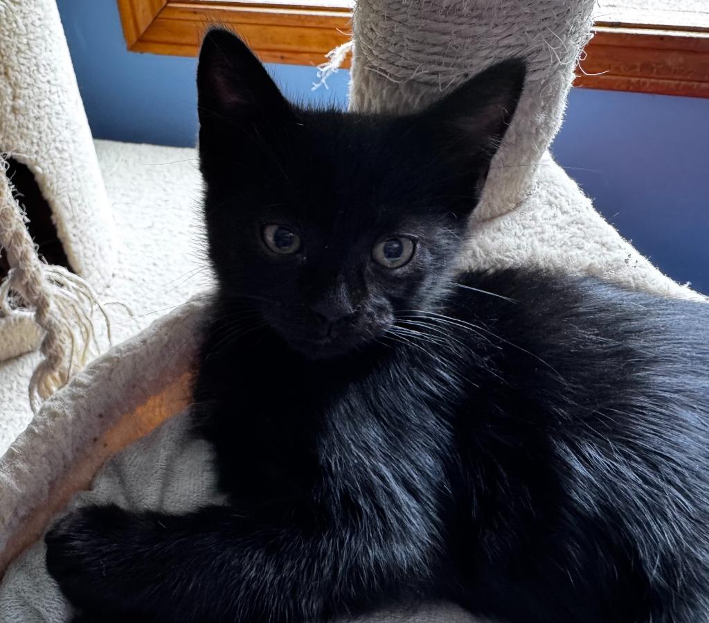 Sprout Hopper, Adoptable, Kitten Male Domestic Short Hair.