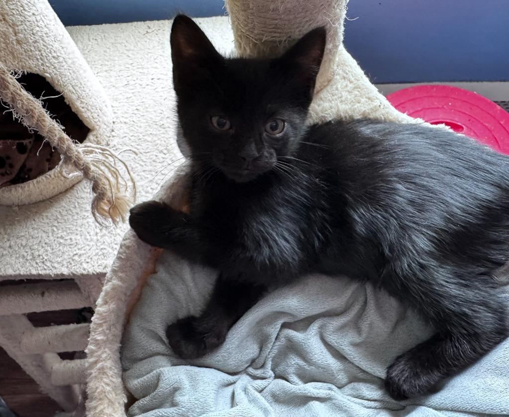 Enlarge Sprout Hopper, a Adoptable Domestic Short Hair in Gorham, ME image 2/3