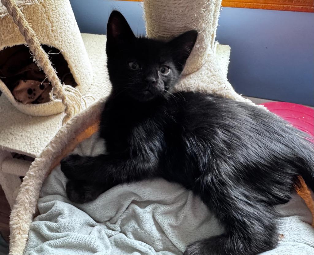 Enlarge Sprout Hopper, a Adoptable Domestic Short Hair in Gorham, ME image 3/3