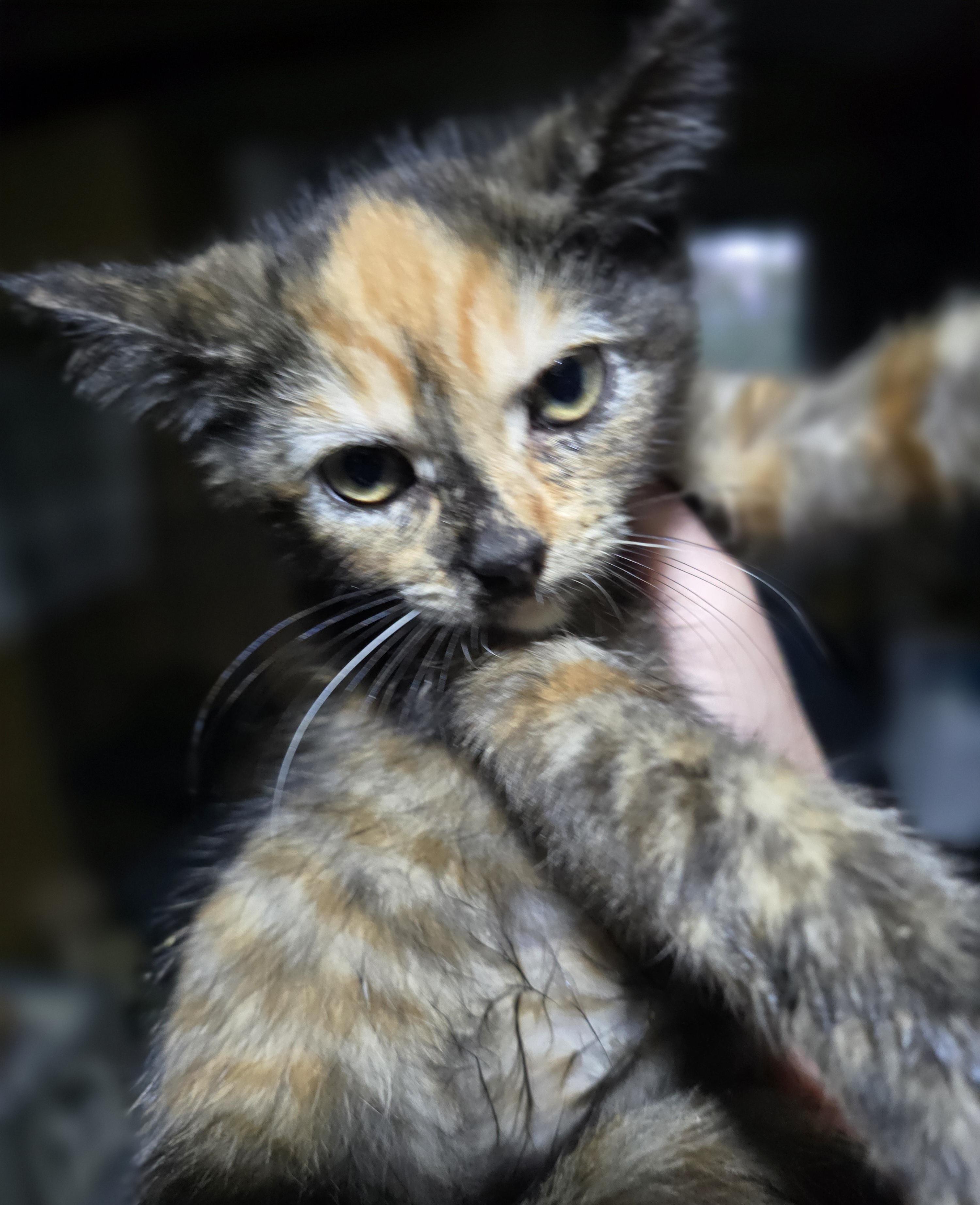Enlarge Luminous Liv, a Adopted Domestic Short Hair in Elizabeth, PA image 4/4