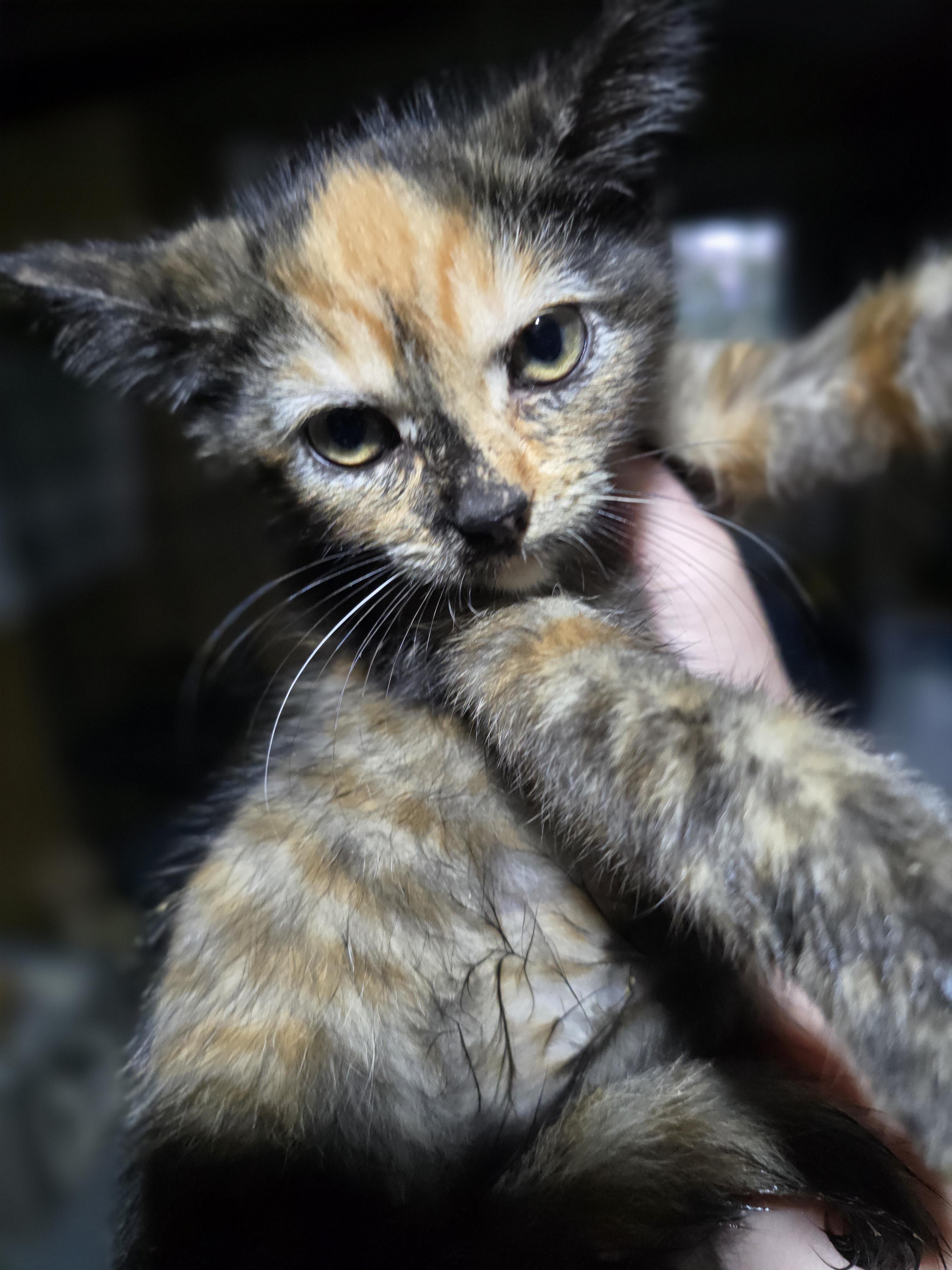 Enlarge Luminous Liv, a Adopted Domestic Short Hair in Elizabeth, PA image 2/4