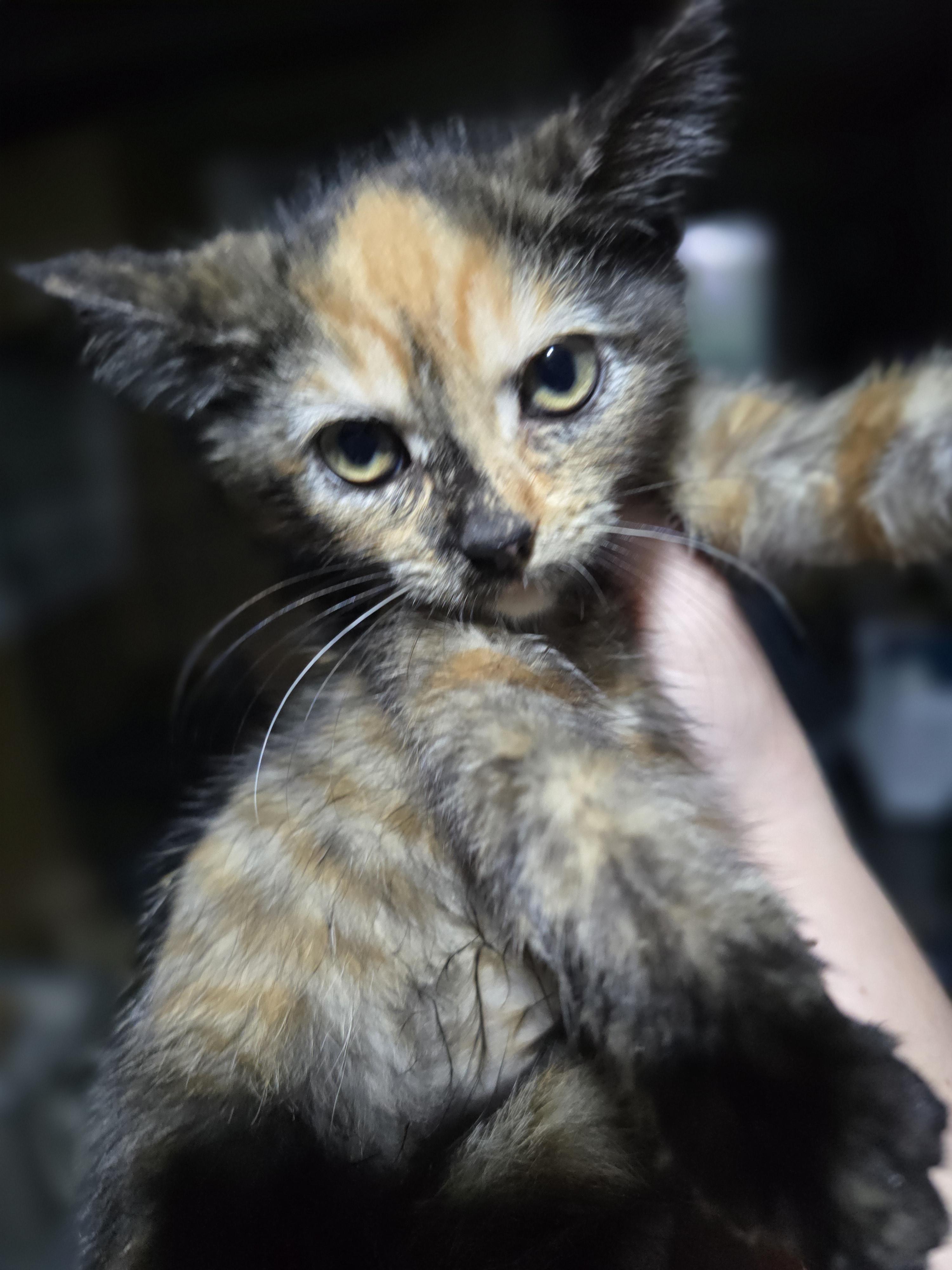 Enlarge Luminous Liv, a Adopted Domestic Short Hair in Elizabeth, PA image 3/4