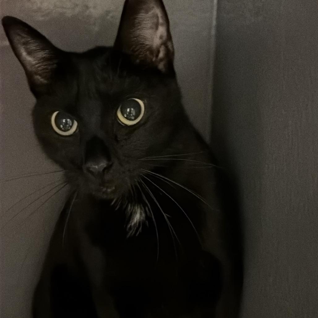 Anita, a Adoptable Domestic Short Hair in Hamburg, NY image 1/6