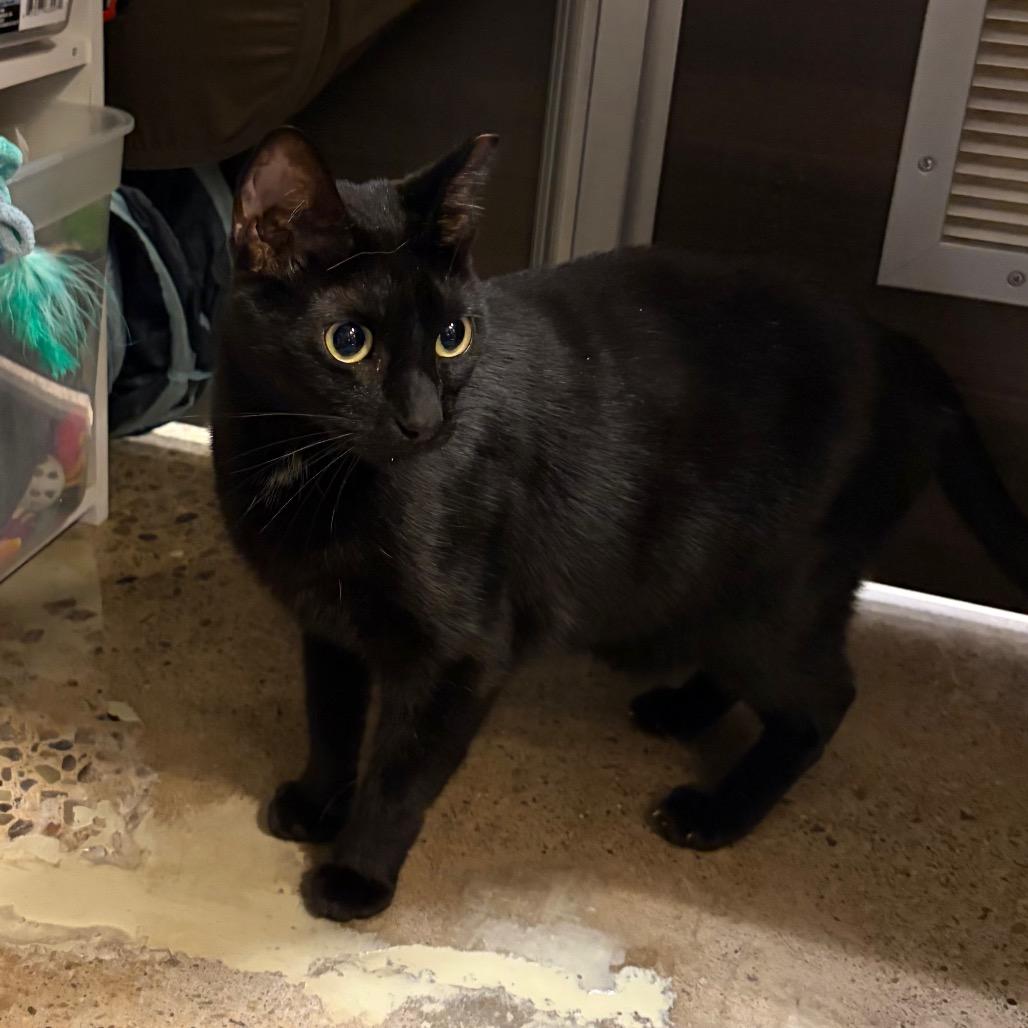 Anita, a Adoptable Domestic Short Hair in Hamburg, NY image 2/6