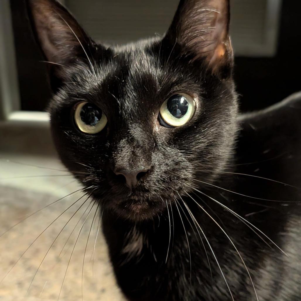 Anita, a Adoptable Domestic Short Hair in Hamburg, NY image 3/6
