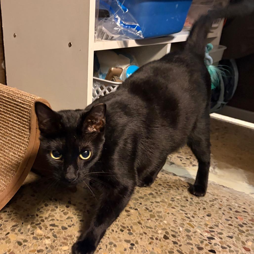Anita, a Adoptable Domestic Short Hair in Hamburg, NY image 4/6