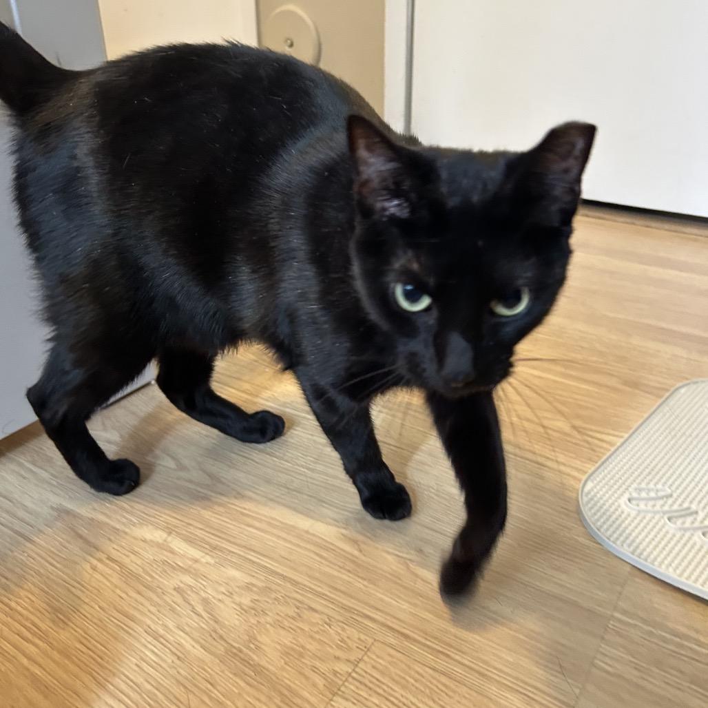 Anita, a Adoptable Domestic Short Hair in Hamburg, NY image 5/6