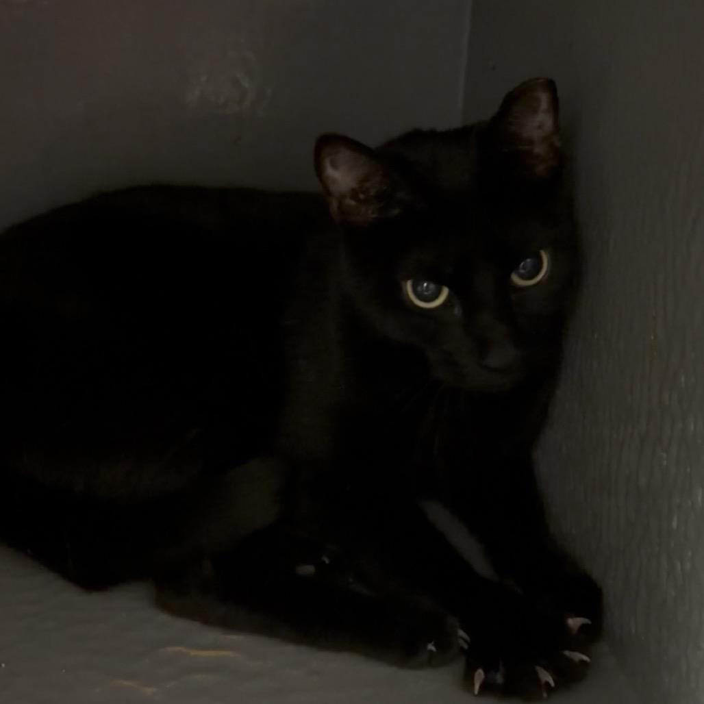 Anita, a Adoptable Domestic Short Hair in Hamburg, NY image 6/6