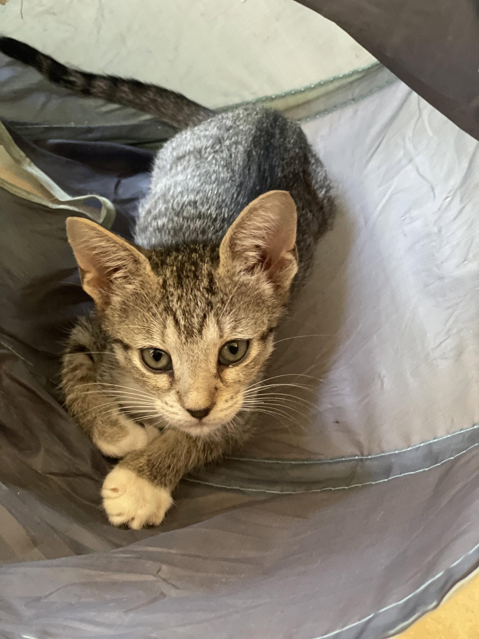 Minnie Mouse (1899), Adoptable, Kitten Female Domestic Short Hair.