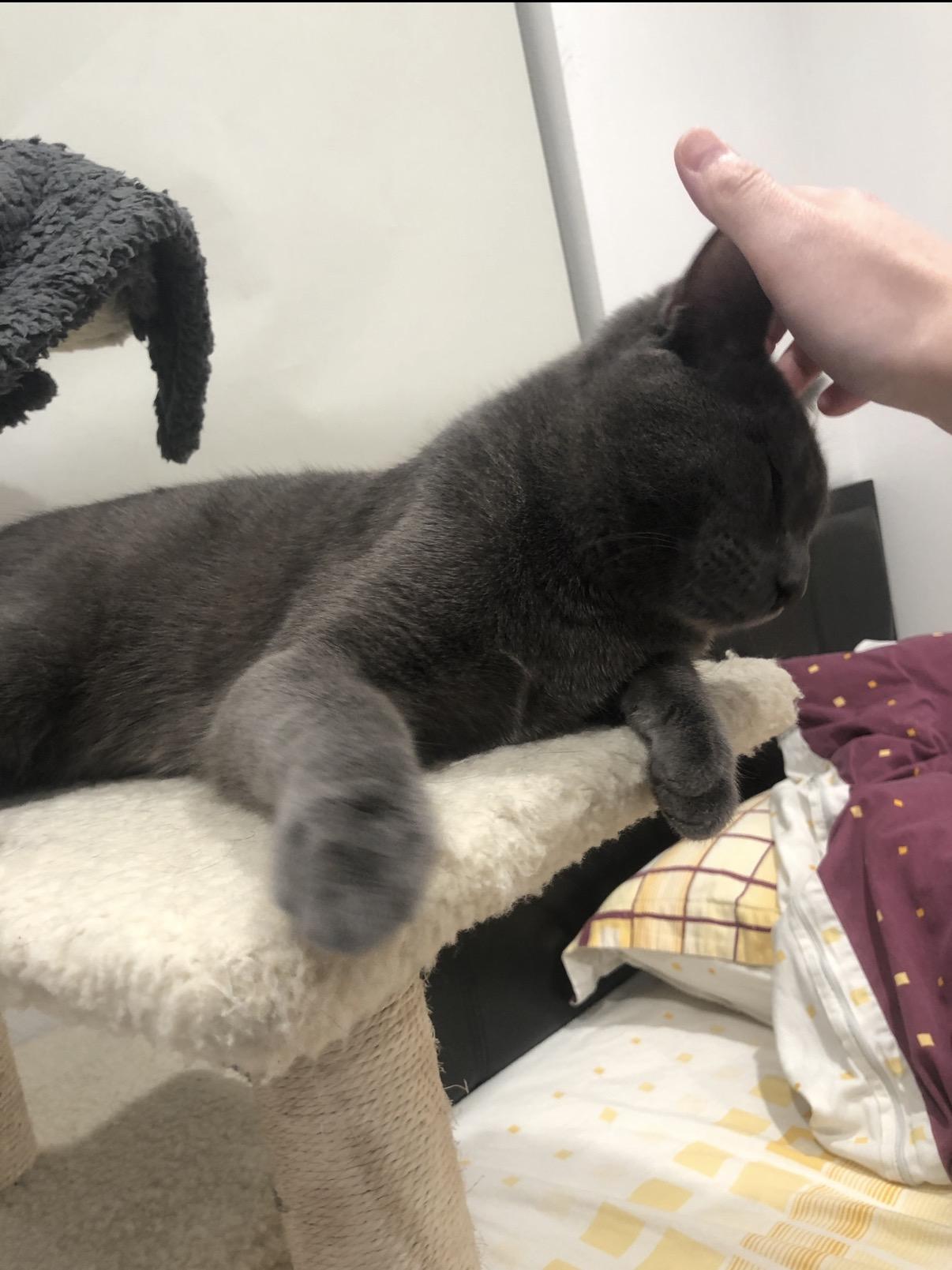 Enlarge Milo, a ADOPTABLE mixed breed in Flushing, NY image 3/6