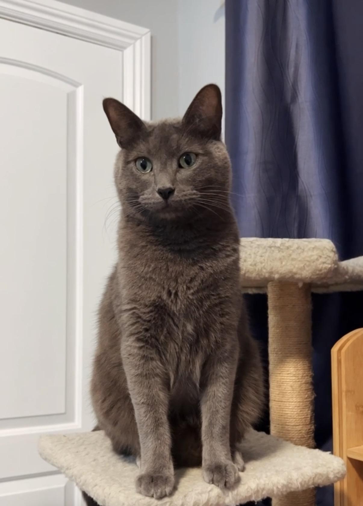 Enlarge Milo, a ADOPTABLE mixed breed in Flushing, NY image 1/6