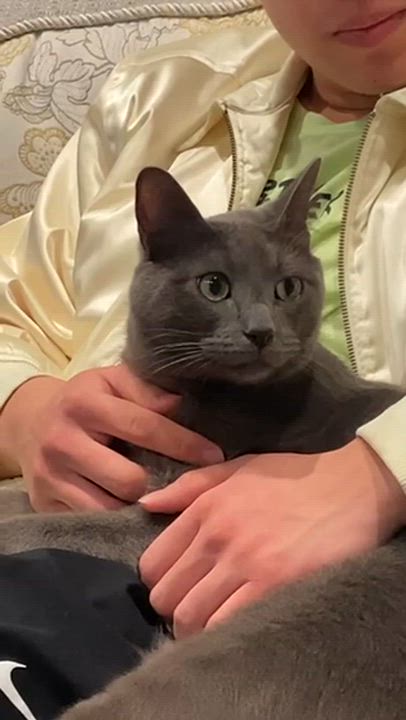 Enlarge Milo, a ADOPTABLE mixed breed in Flushing, NY video 6/6