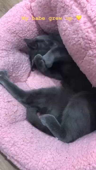 Enlarge Milo, a ADOPTABLE mixed breed in Flushing, NY video 4/6