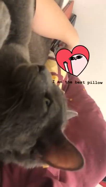 Enlarge Milo, a ADOPTABLE mixed breed in Flushing, NY video 2/6