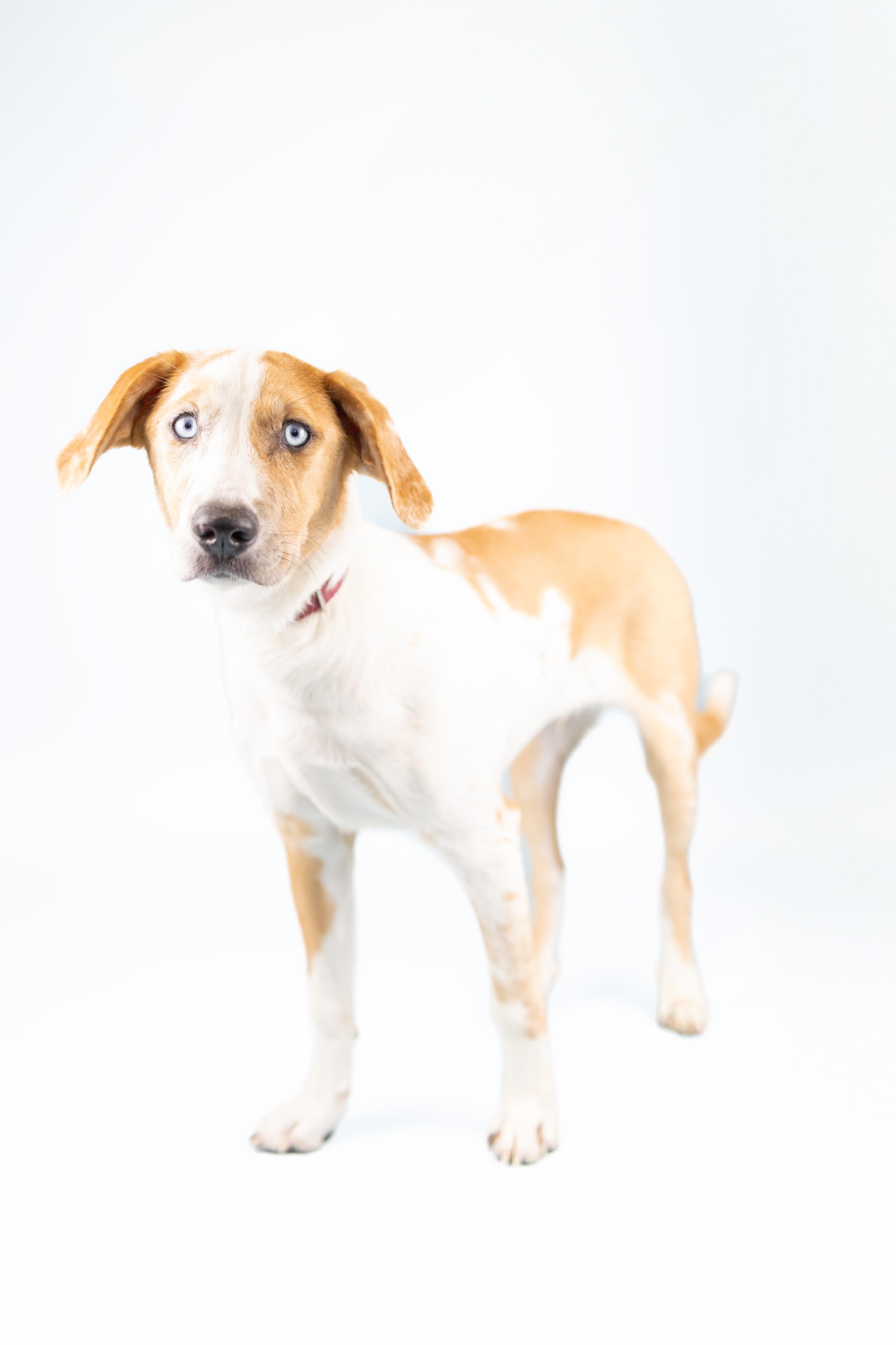 Gene, Young Male Cattle Dog