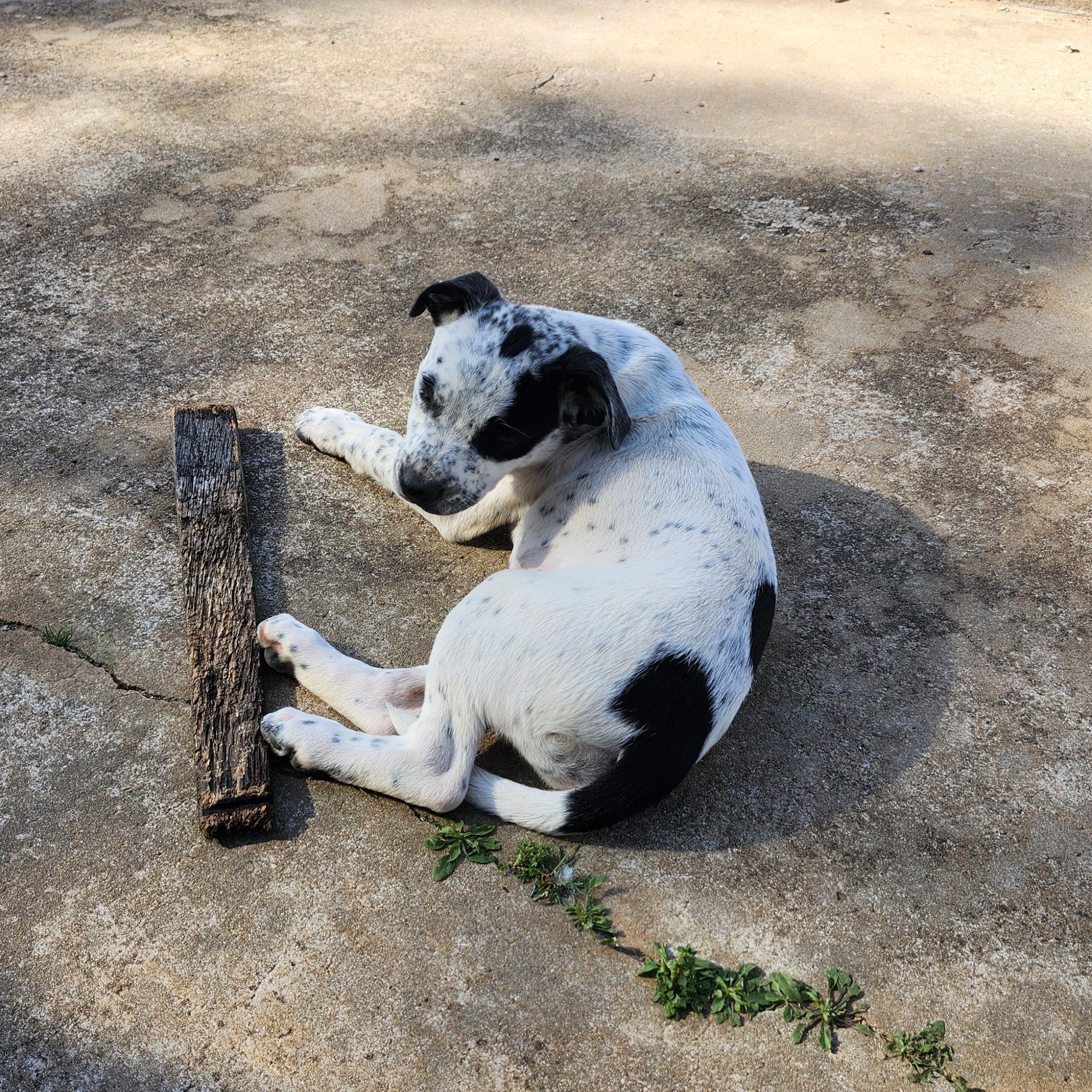 Enlarge Colleen, a ADOPTABLE Pit Bull Terrier in Tuttle, OK image 4/4
