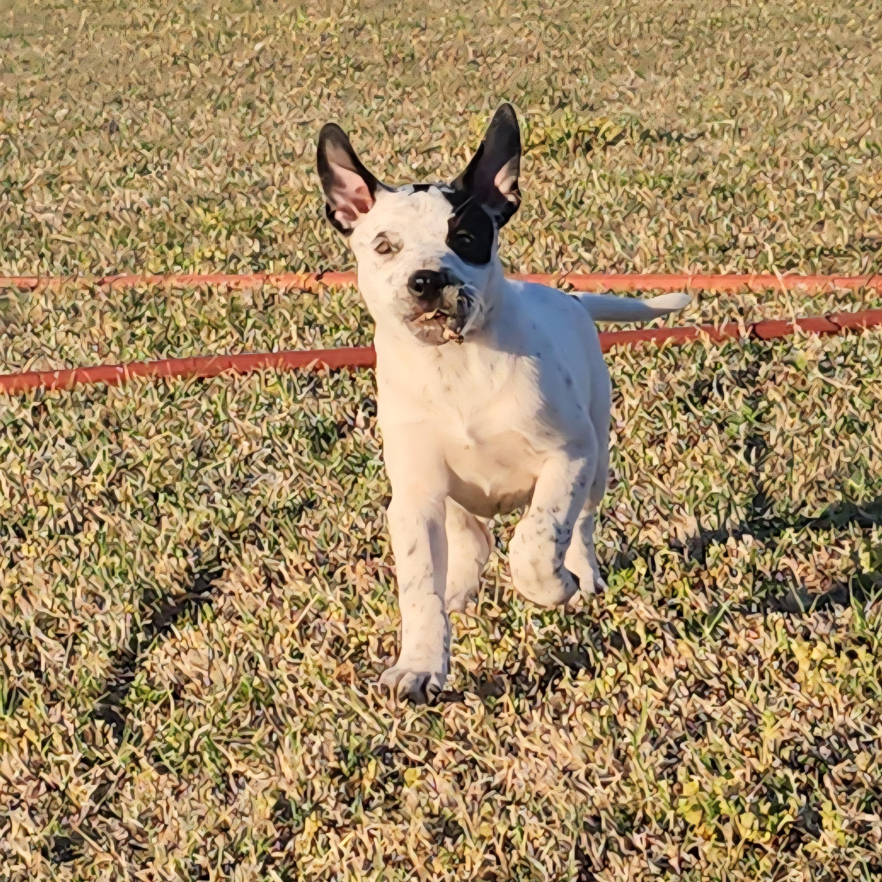 Enlarge Colleen, a ADOPTABLE Pit Bull Terrier in Tuttle, OK image 3/4