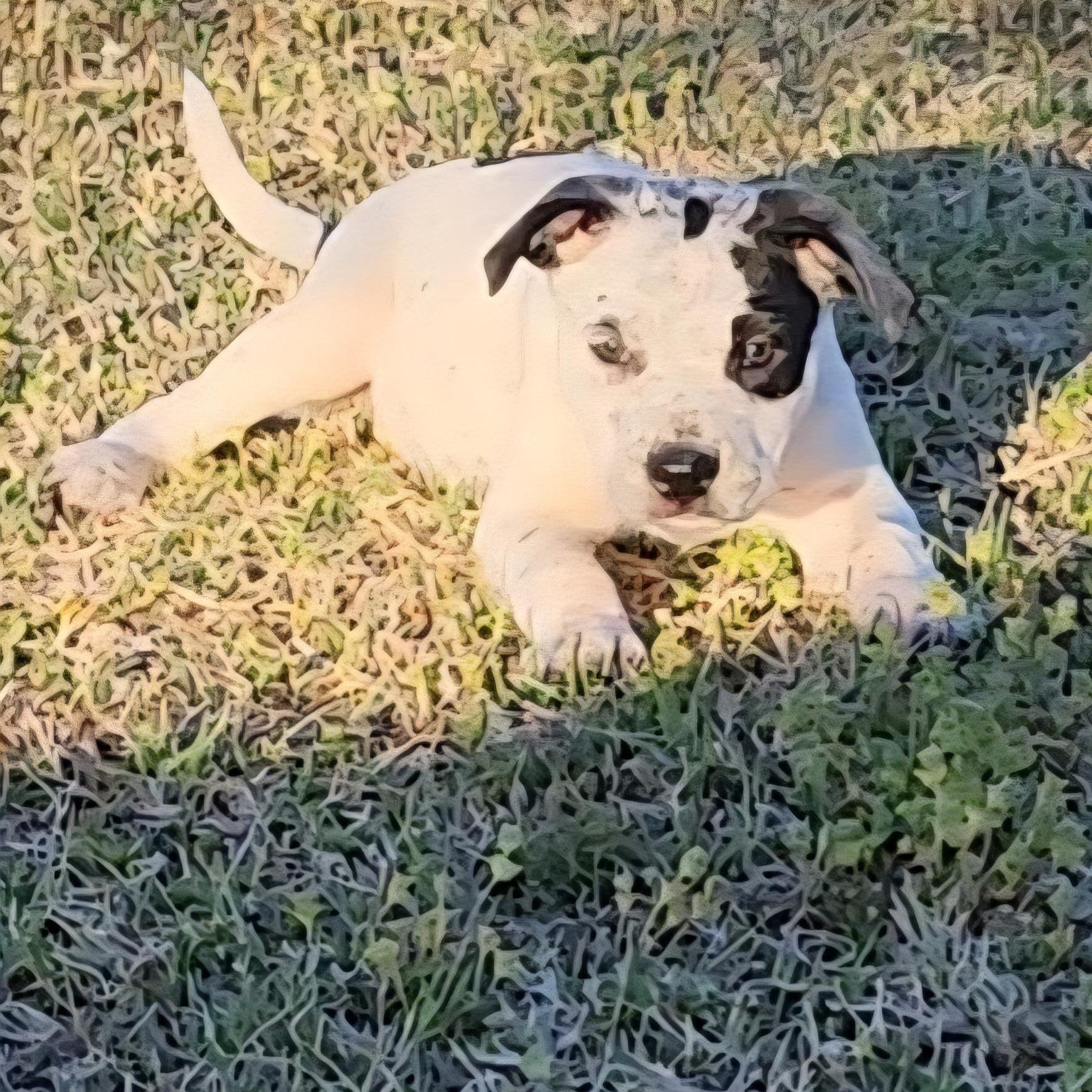 Enlarge Colleen, a ADOPTABLE Pit Bull Terrier in Tuttle, OK image 2/4