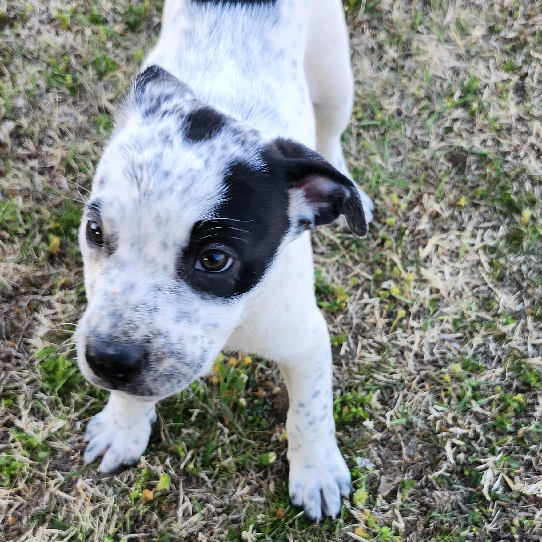 Enlarge Colleen, a ADOPTABLE Pit Bull Terrier in Tuttle, OK image 1/4
