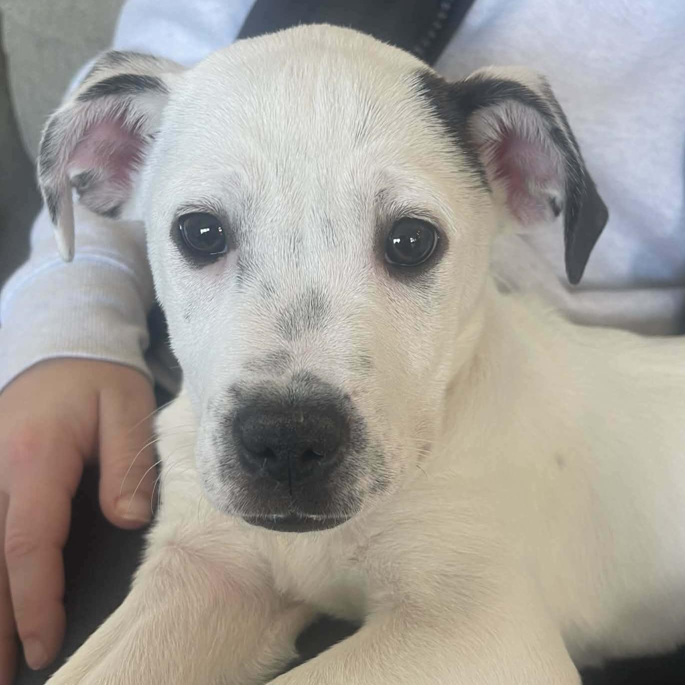 Ace, Adoptable, Puppy Male Mixed Breed.