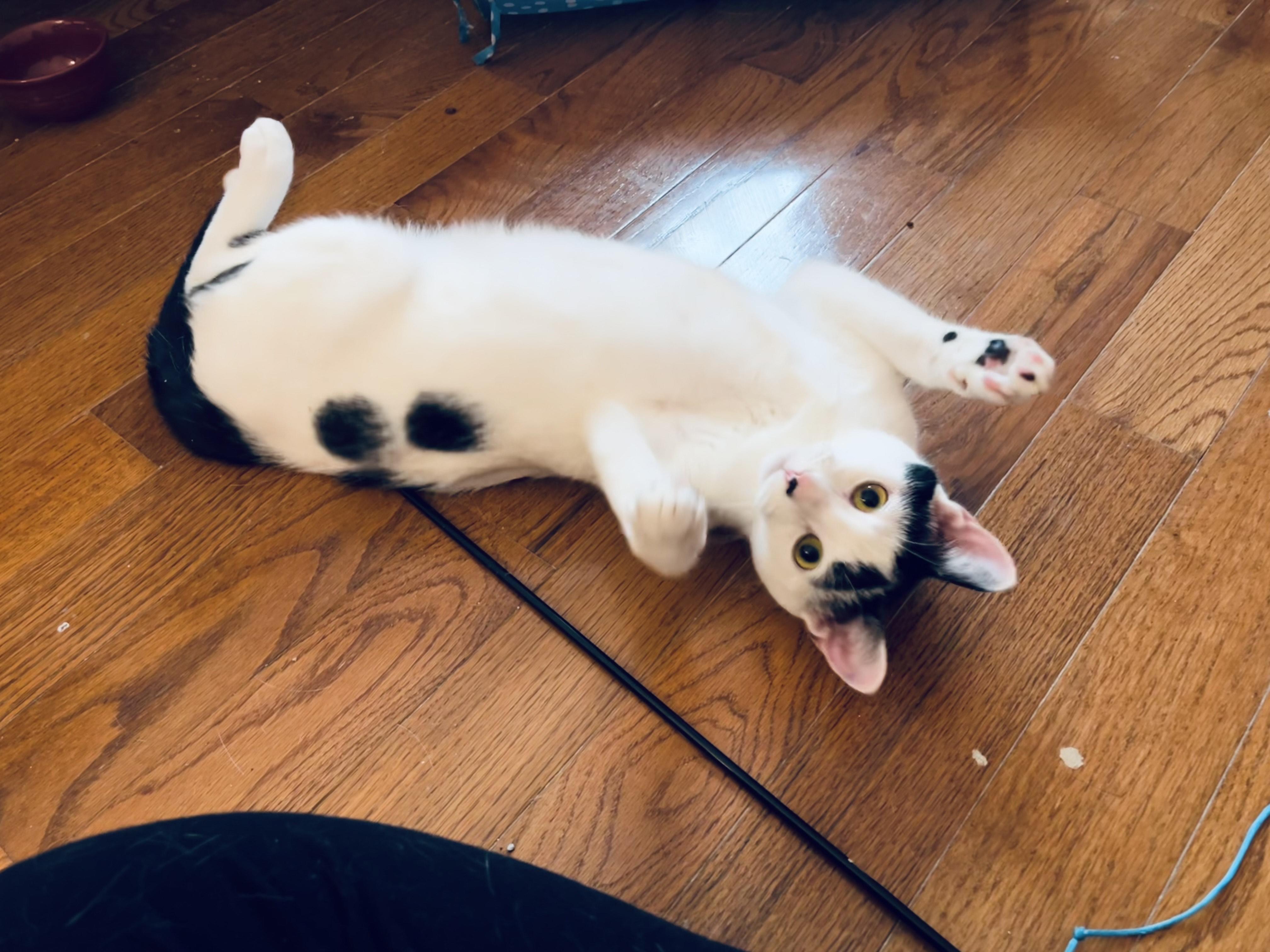 Enlarge Sema-Sweet, Gentle, Chatty, an adopted Domestic Short Hair in Laurel, MD image 3/4