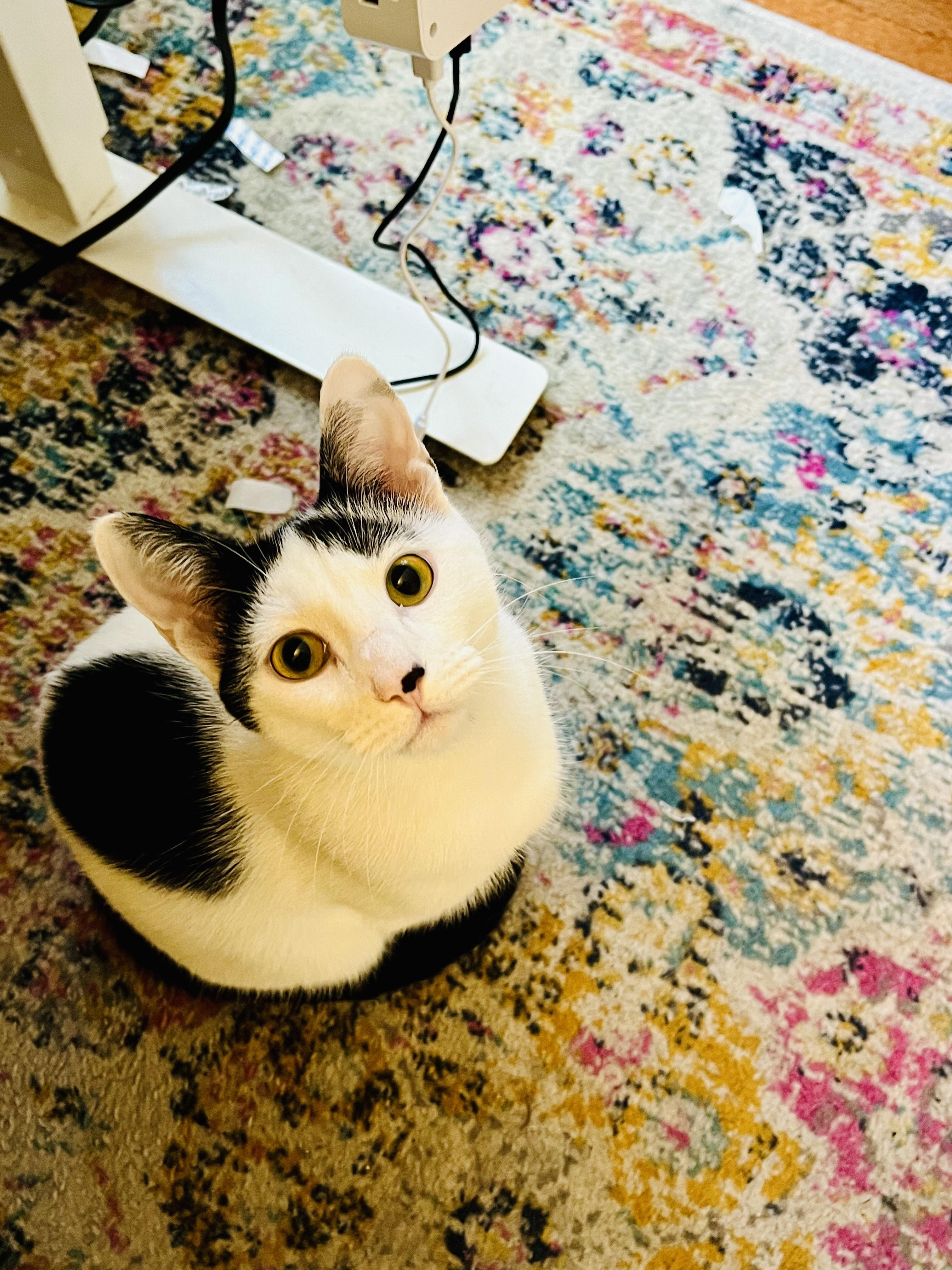 Enlarge Sema-Sweet, Gentle, Chatty, an adopted Domestic Short Hair in Laurel, MD image 4/4