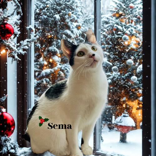 Enlarge Sema-Sweet, Gentle, Chatty, an adopted Domestic Short Hair in Laurel, MD image 1/4