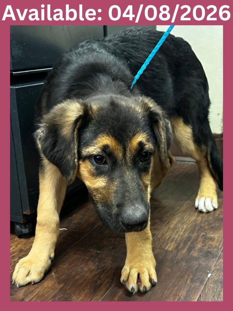 Enlarge Dog Kennel #38, a Adoptable mixed breed in Greenville, TX image 1/1