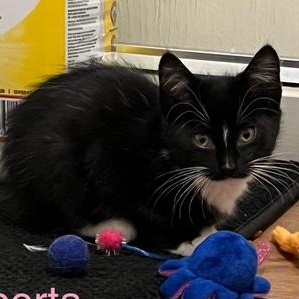 Alberta, Baby Female Domestic Short Hair