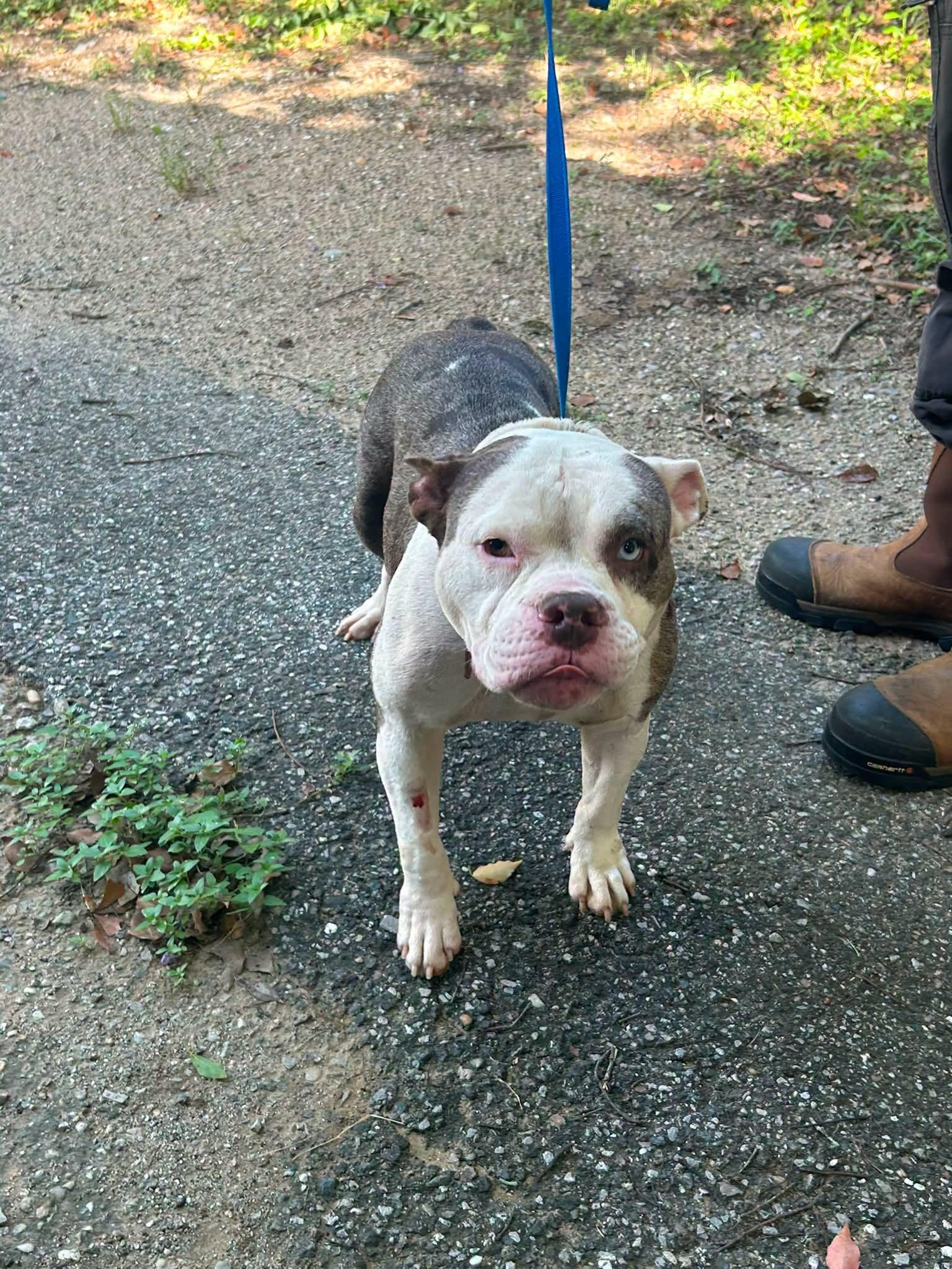 Charlotte 981, adopted, Adult Female American Bully.