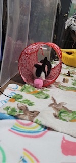 Mumble, Adoptable, Young Male Dutch.