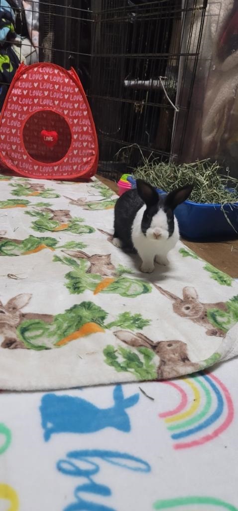 Mumble, a Adoptable Dutch in Folsom, CA image 5/5