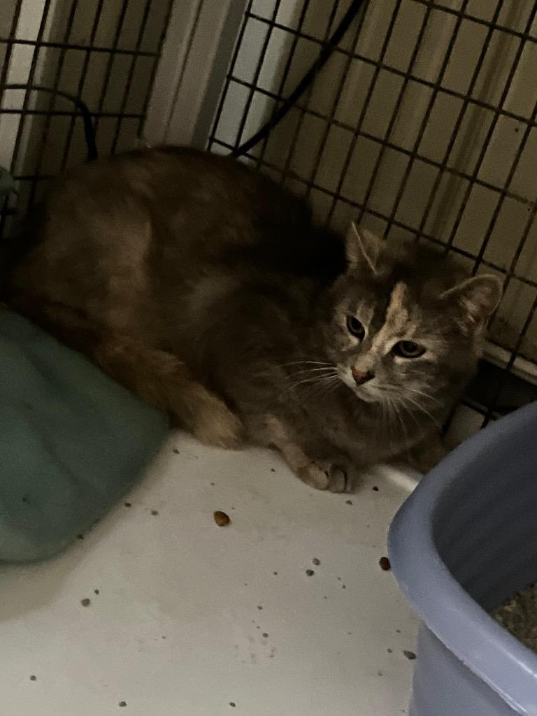 Squirrel, Adoptable, Adult Female Domestic Medium Hair.