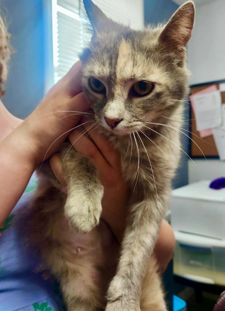 Enlarge Squirrel, a Adoptable mixed breed in Olney, IL image 2/3