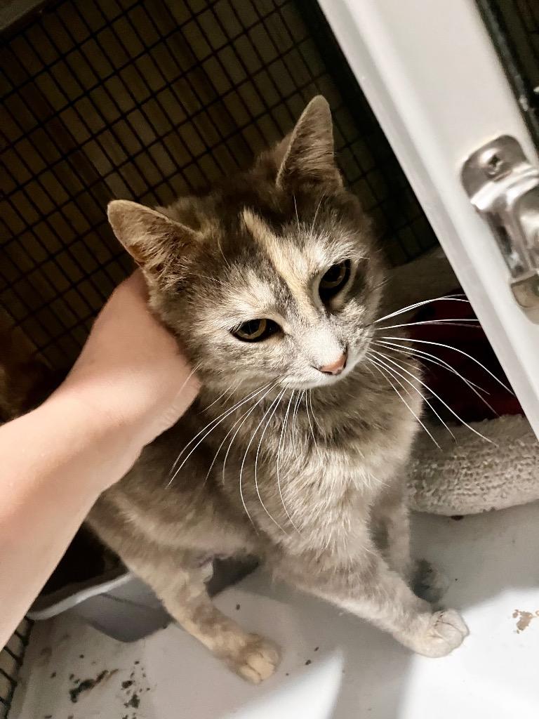 Enlarge Squirrel, a Adoptable mixed breed in Olney, IL image 3/3