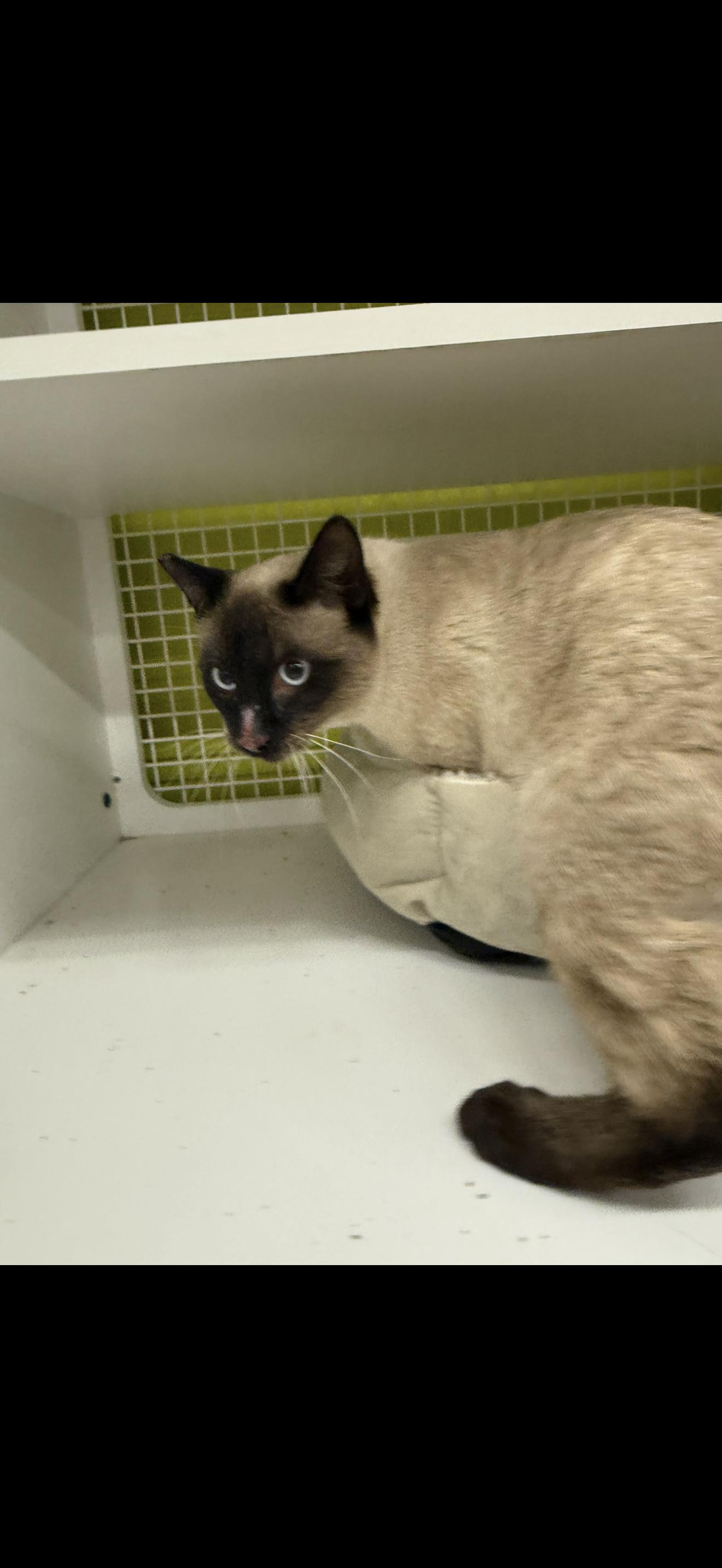 Enlarge Furry Baguette, an adopted Siamese in Las Vegas, NV image 1/1