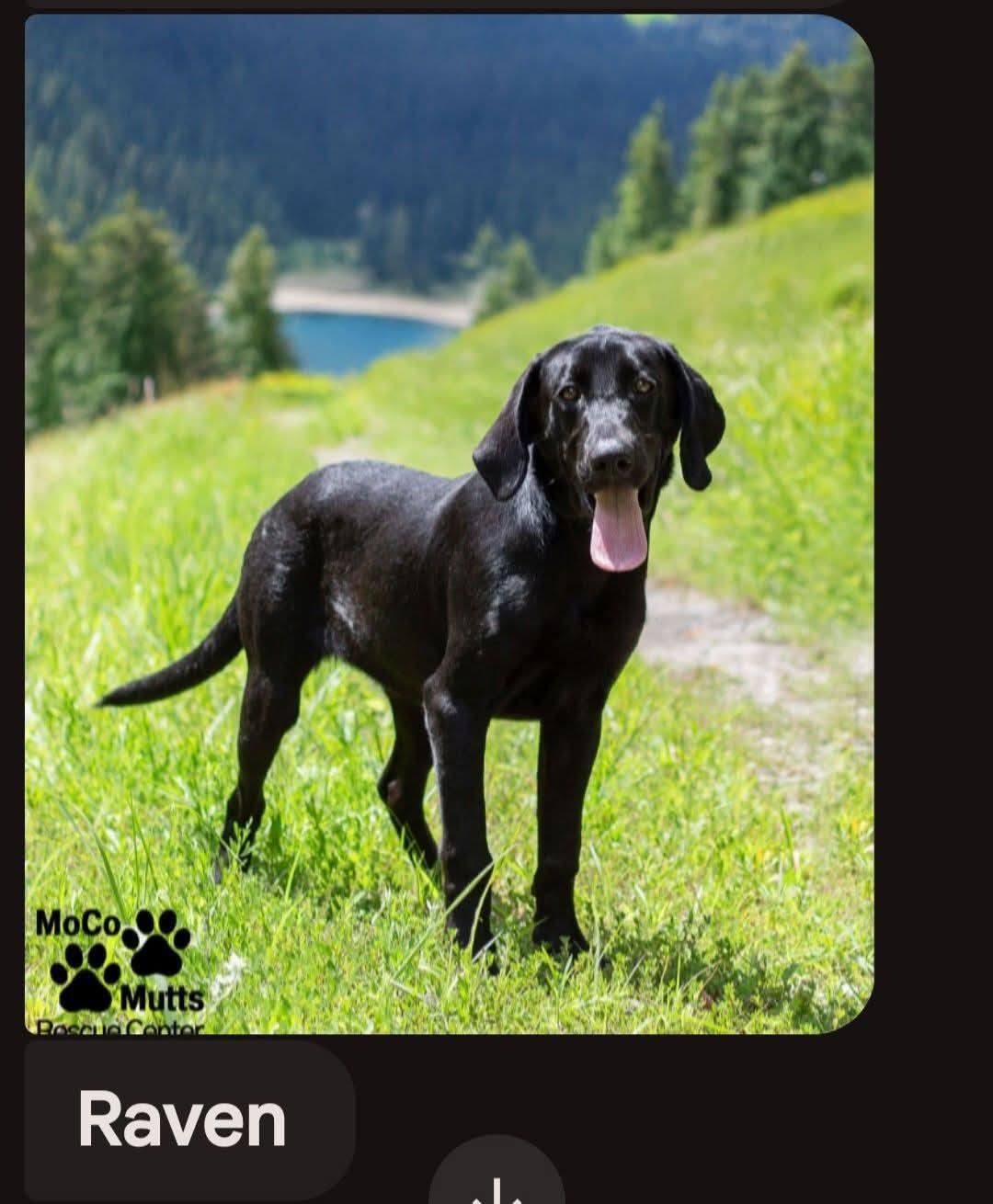 Raven - available 9/5/25