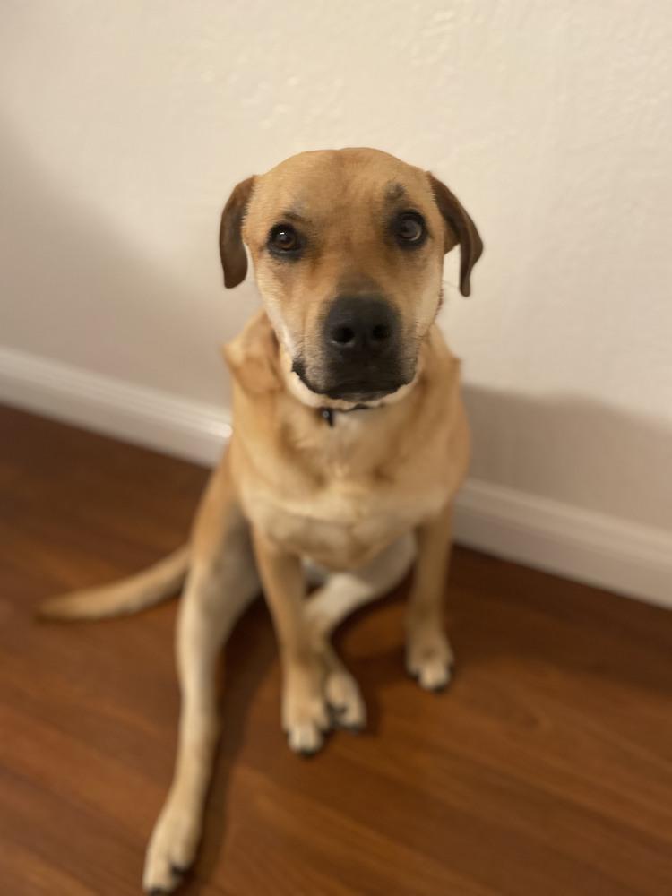 Enlarge Sunny (Hope), a Adoptable mixed breed in Pleasant Hill, CA image 1/5