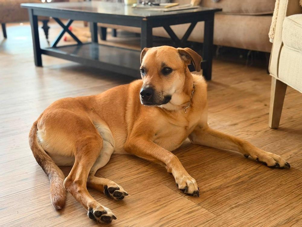 Sunny (Hope), Adoptable, Adult Female Labrador Retriever & Pit Bull Terrier.