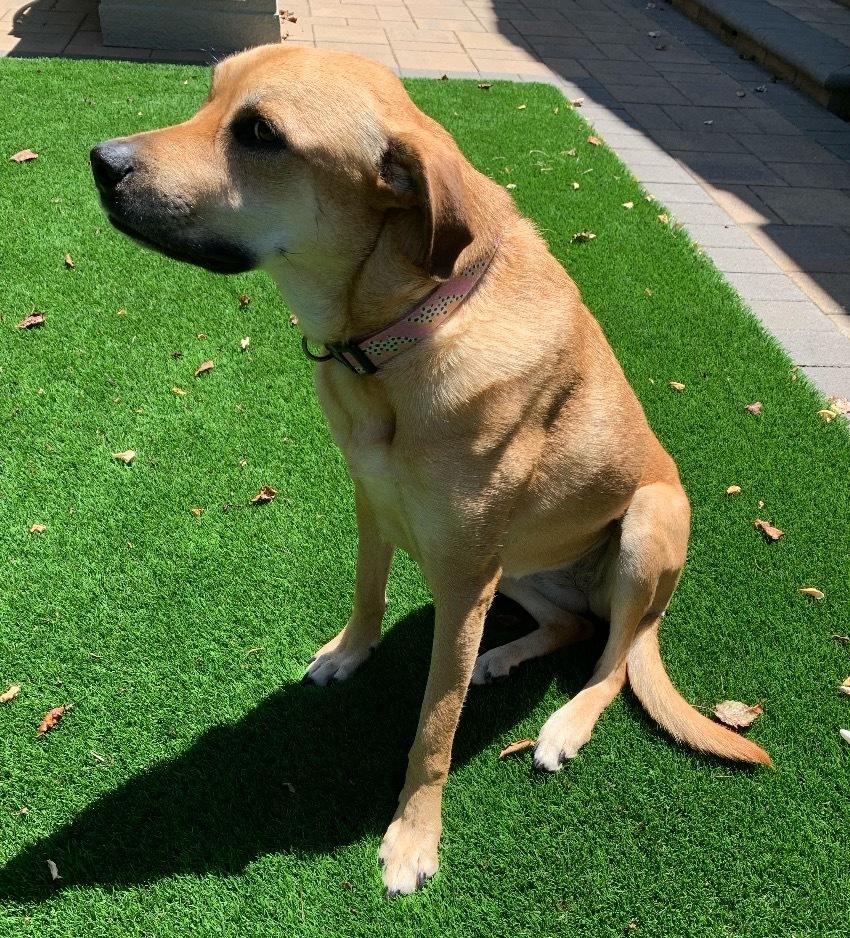 Enlarge Sunny (Hope), a Adoptable mixed breed in Pleasant Hill, CA image 2/5