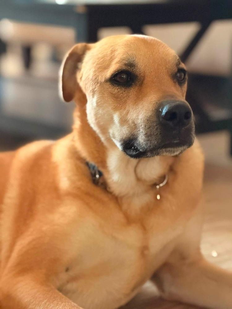Enlarge Sunny (Hope), a Adoptable mixed breed in Pleasant Hill, CA image 2/6