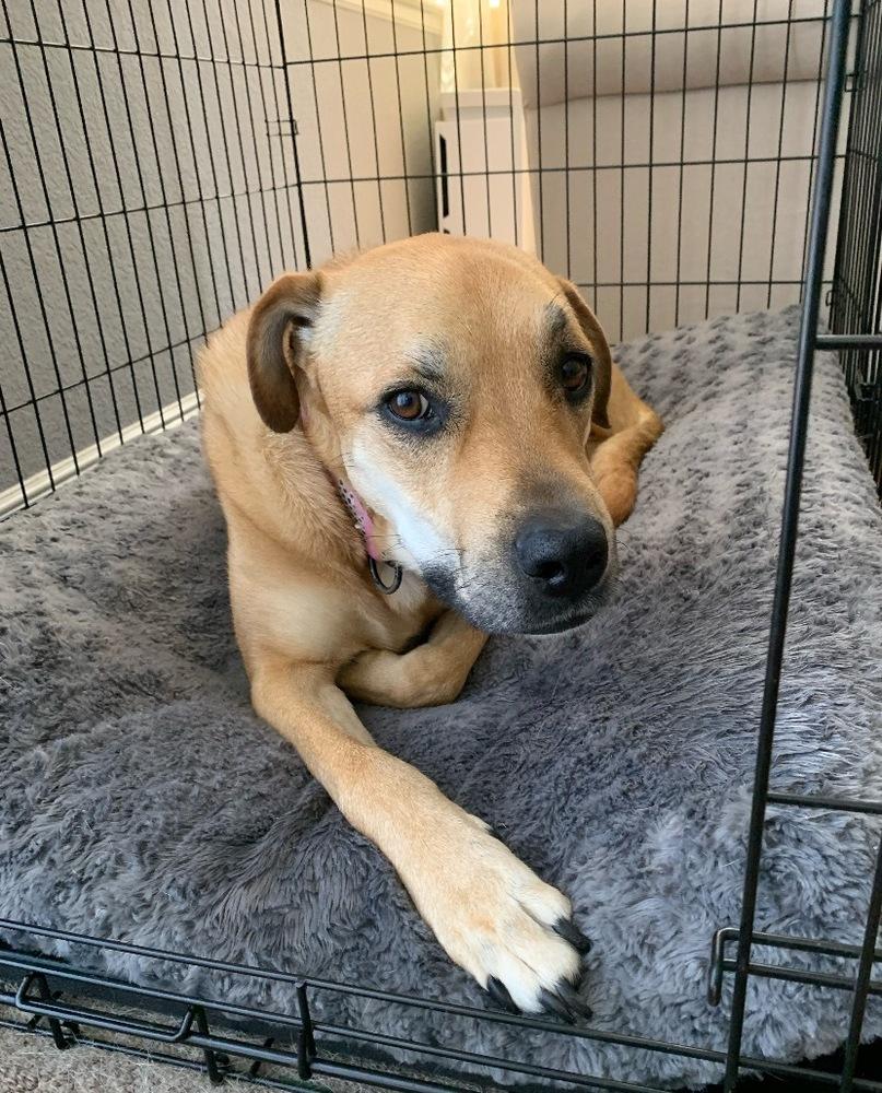Enlarge Sunny (Hope), a Adoptable mixed breed in Pleasant Hill, CA image 3/5