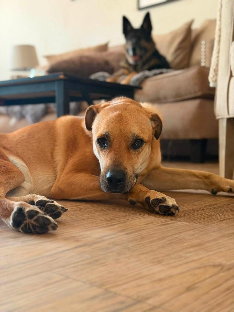 Enlarge Sunny (Hope), a Adoptable mixed breed in Pleasant Hill, CA image 4/6