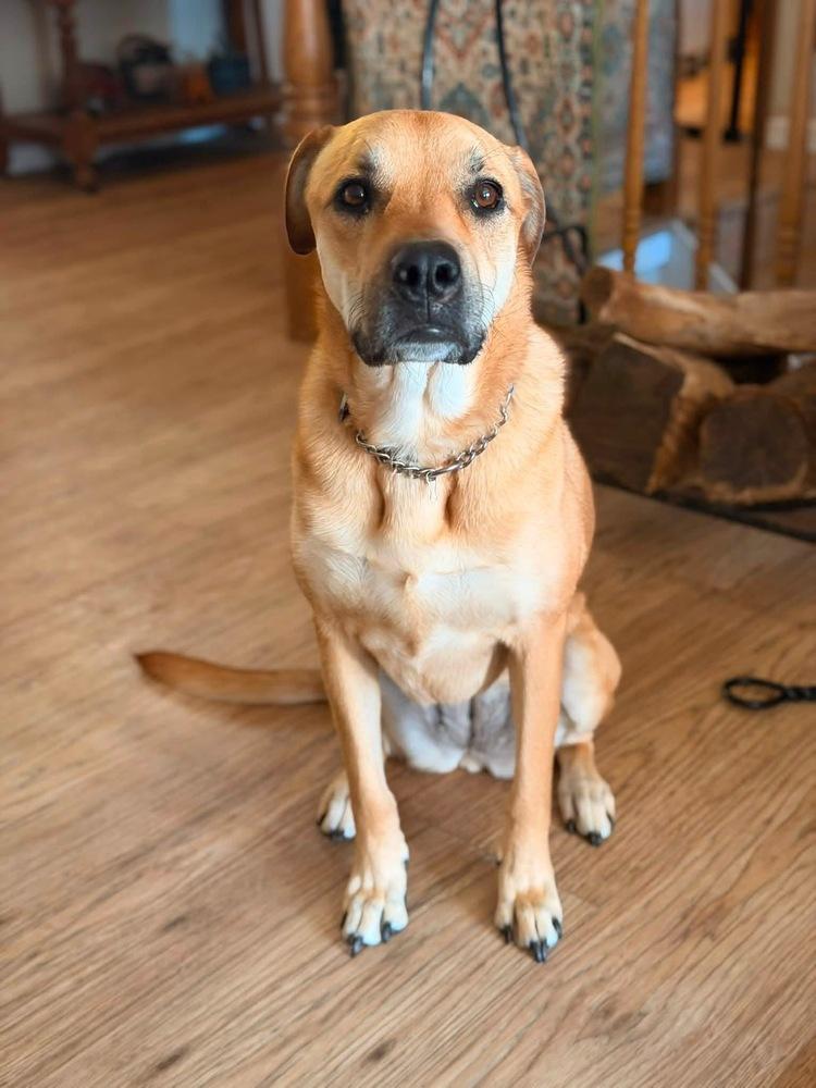 Enlarge Sunny (Hope), a Adoptable mixed breed in Pleasant Hill, CA image 5/6
