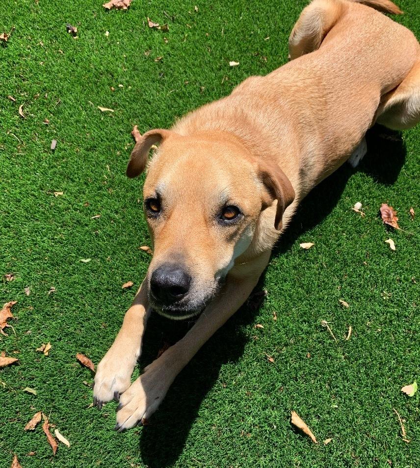 Enlarge Sunny (Hope), a Adoptable mixed breed in Pleasant Hill, CA image 4/5