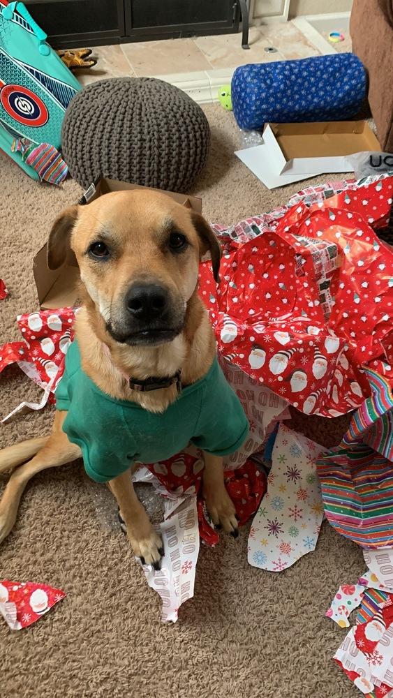 Enlarge Sunny (Hope), a Adoptable mixed breed in Pleasant Hill, CA image 6/6