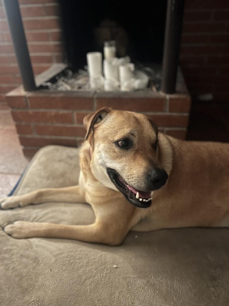Enlarge Sunny (Hope), a Adoptable mixed breed in Pleasant Hill, CA image 5/5
