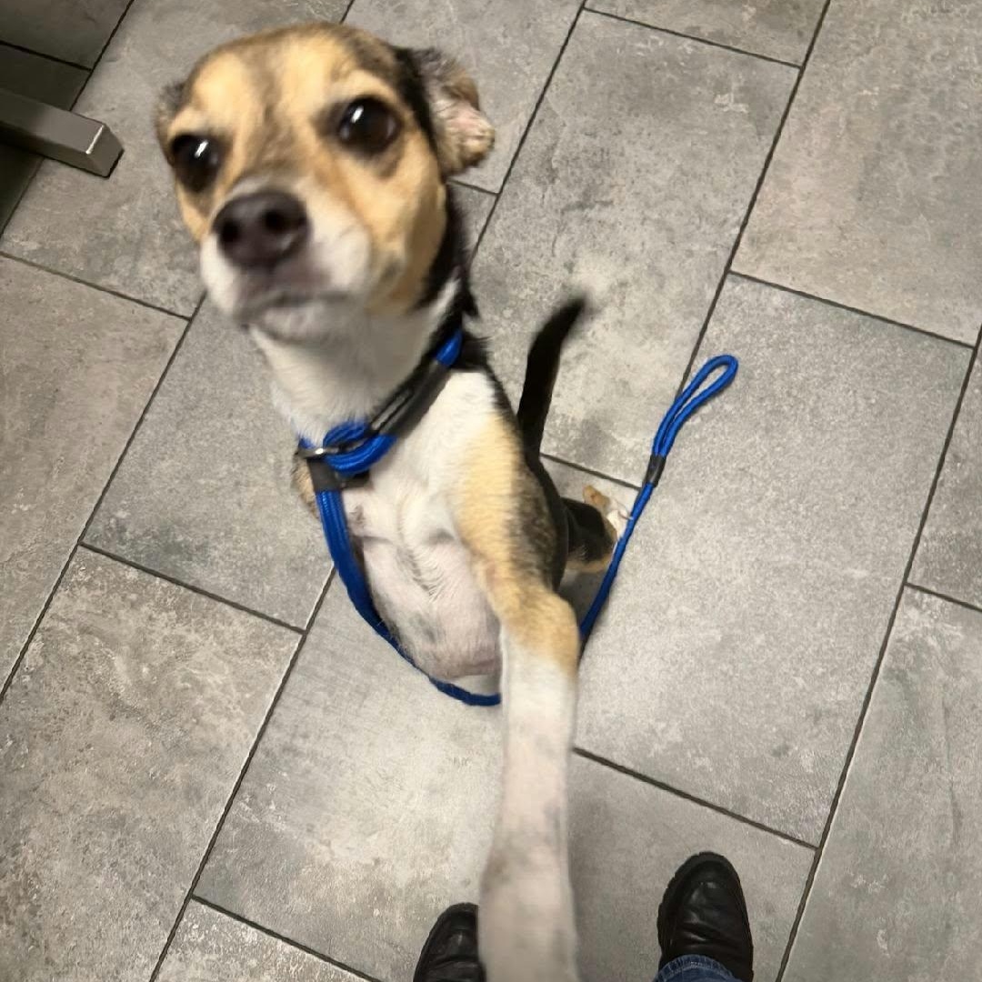 Enlarge Pepper, a Adoptable mixed breed in Williston, VT image 3/3