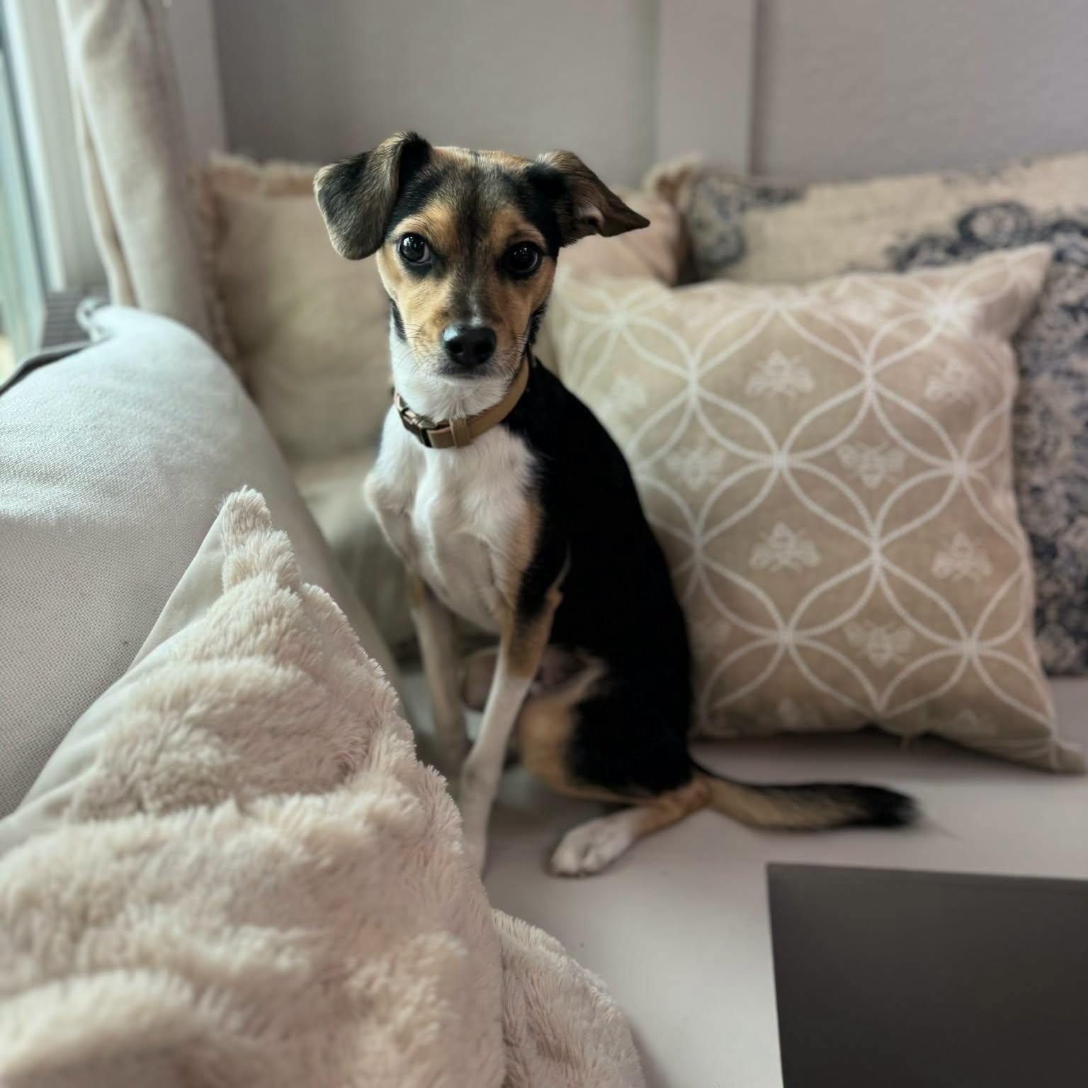 Enlarge Pepper, a Adoptable mixed breed in Williston, VT image 2/3