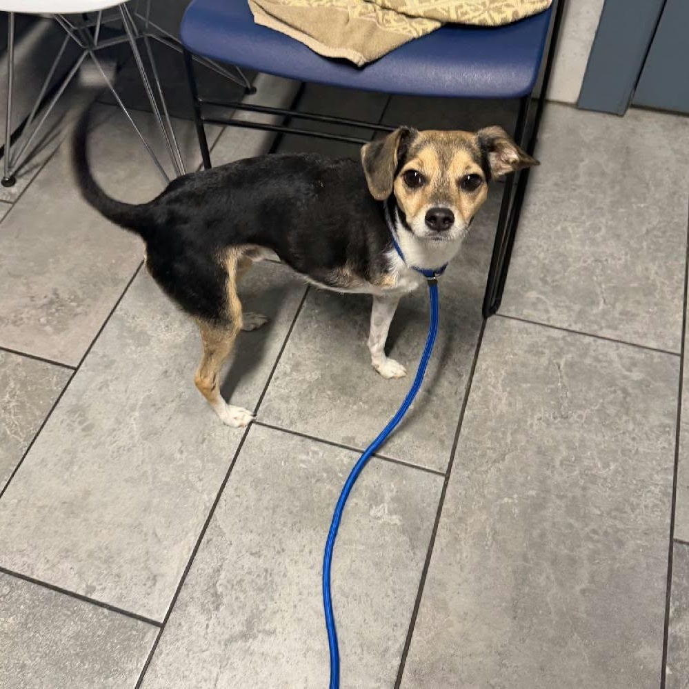 Enlarge Pepper, a Adoptable mixed breed in Williston, VT image 1/3